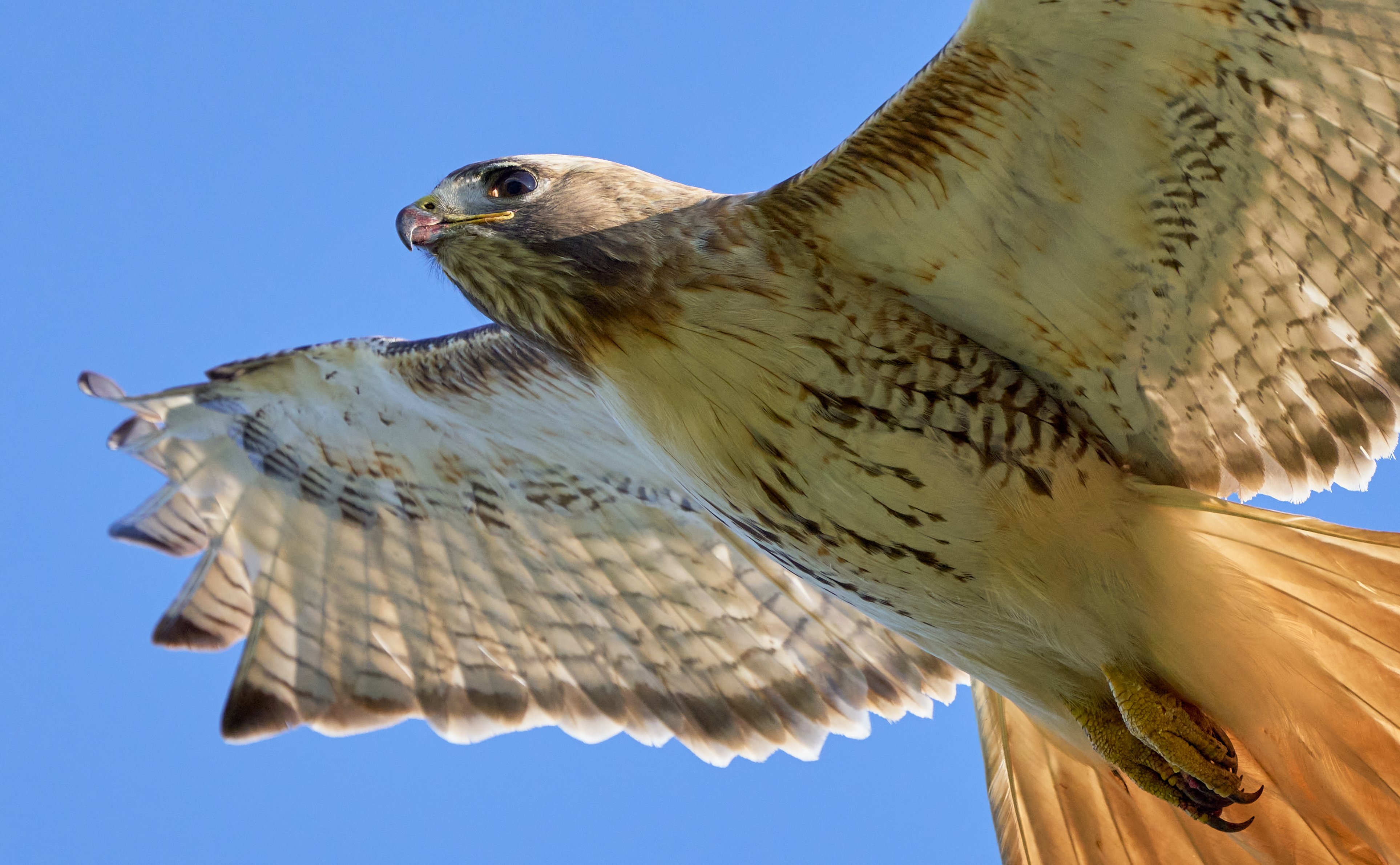 What is the best shutter speed for birds flying