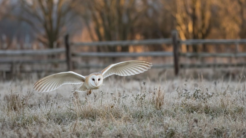 Barn Owl Hunting Over a Frosty Hayfield at Dusk