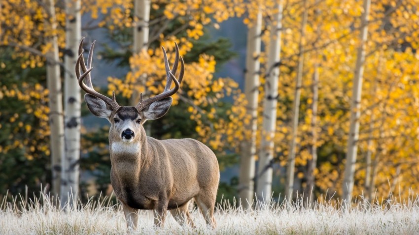 Mule Deer Buck in Golden Aspens on Frosty Morning