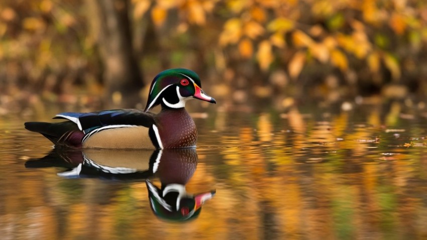 Wood Duck Drake on an Autumn Pond