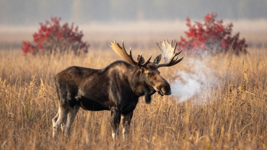 Bull Moose Breath on a Frosty Autumn Morning