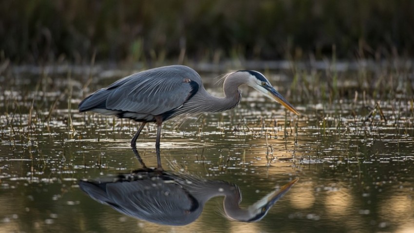 Heron in the Marsh