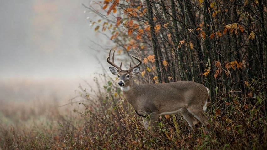 Buck in the Fog