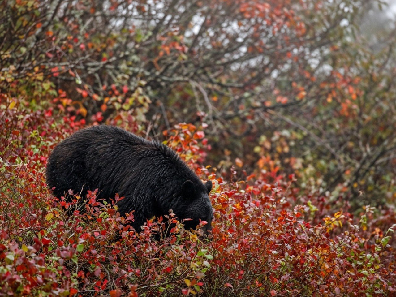 Black Bear Foraging in Autumn Blueberries